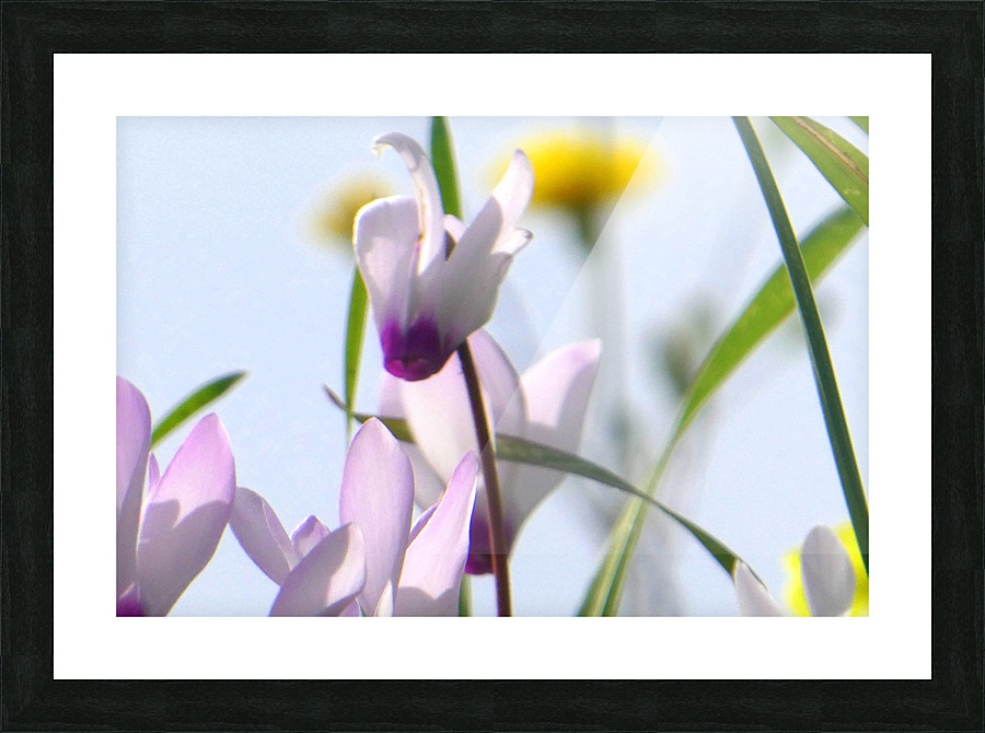 Pink bloom Picture Frame print