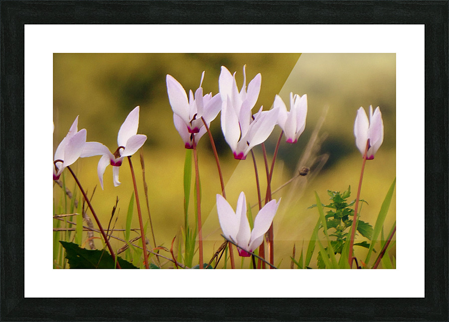 Delicate beauty Picture Frame print
