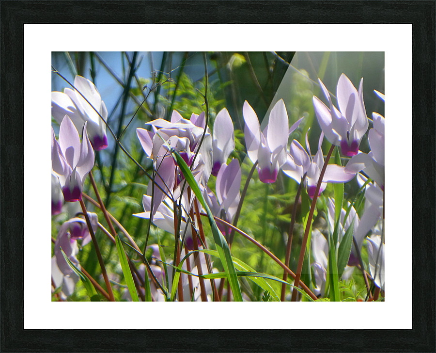 Spring in the woods Picture Frame print