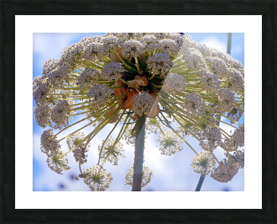 under the canopy  Picture Frame print