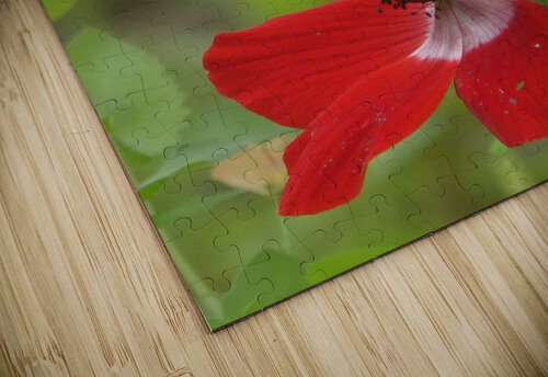Waiting for the bees Karen Dionna puzzle