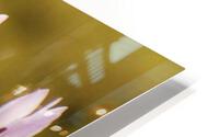 Delicate beauty HD Metal print