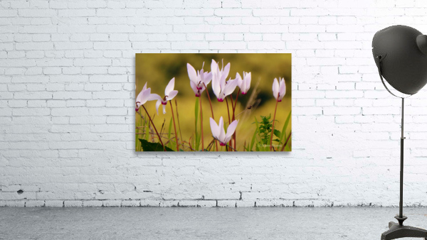 Delicate beauty Wall Preview
