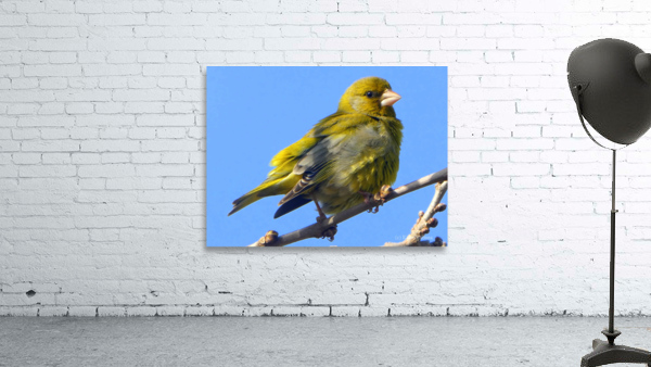 Ruffled feathers Wall Preview