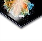 Betta Fish Lover 21 Acrylic print