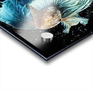 Betta Fish Lover 20 Acrylic print