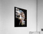 Betta Fish Lover 23 Acrylic Print
