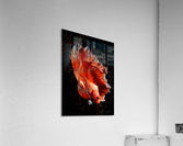 Betta Fish Lover 11 Acrylic Print