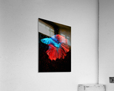 Betta Fish Lover 9 Acrylic Print