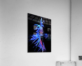 Betta Fish Lover 8 Acrylic Print