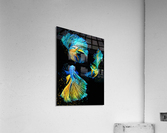 Betta Fish Lover 7 Acrylic Print