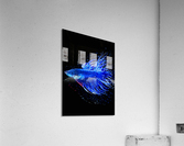 Betta Fish Lover 1 Acrylic Print