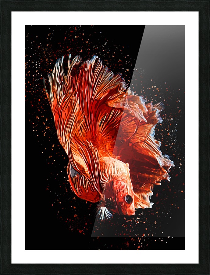 Betta Fish Lover 11 Picture Frame print