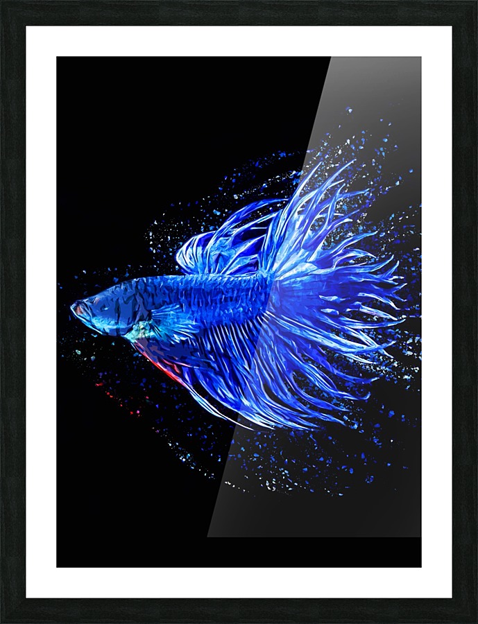 Betta Fish Lover 1 Picture Frame print