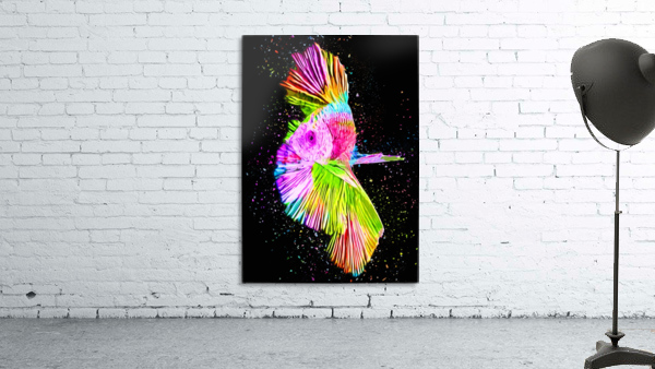 Betta Fish Lover 16 Wall Preview