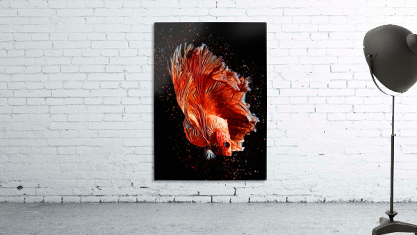 Betta Fish Lover 11 Wall Preview