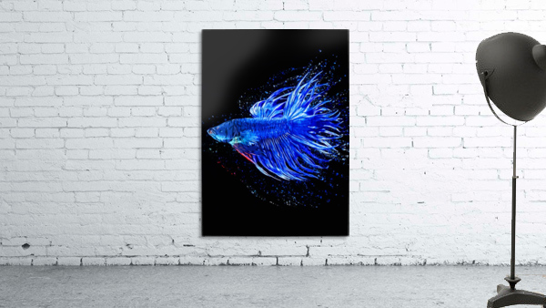 Betta Fish Lover 1 Wall Preview