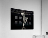 Lonely Tulip in studio with black background Acrylic Print