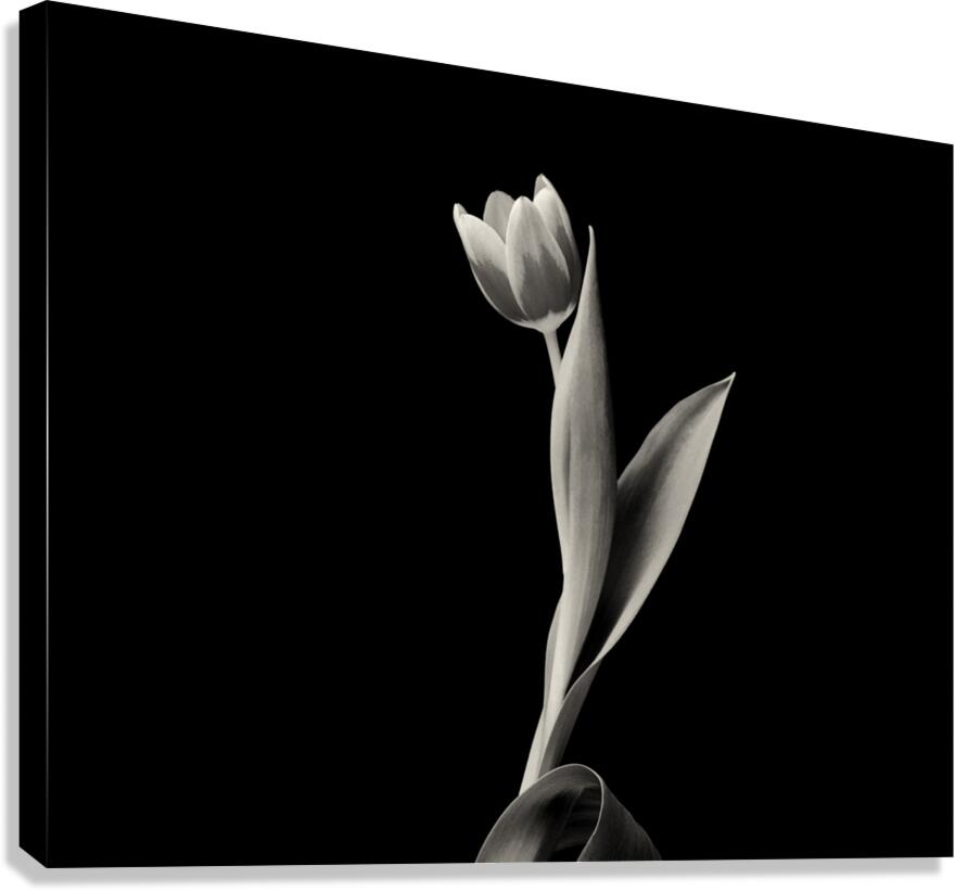 Lonely Tulip in studio with black background Canvas Print