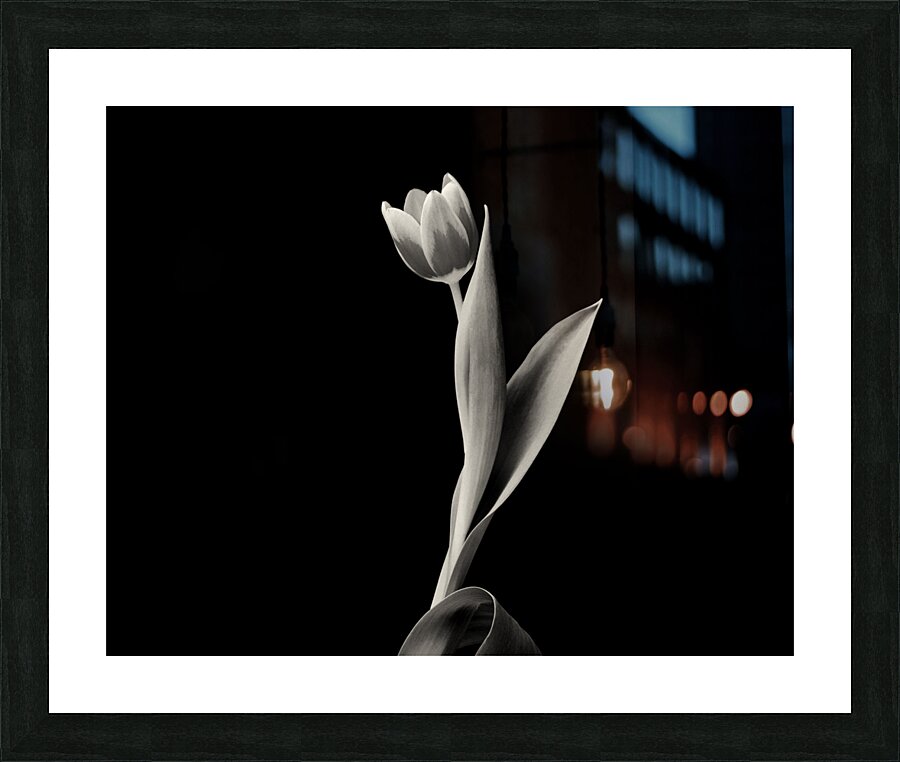 Lonely Tulip in studio with black background Picture Frame print