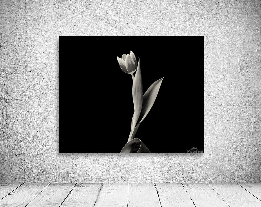 Lonely Tulip in studio with black background Wall Preview