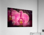 Matangi Orchid Acrylic Print