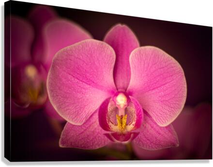 Matangi Orchid Canvas Print