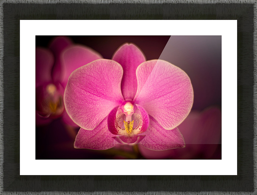 Matangi Orchid Picture Frame print