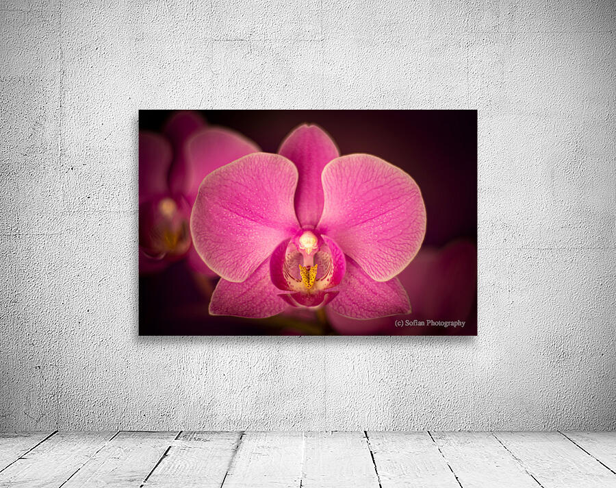 Matangi Orchid Wall Preview