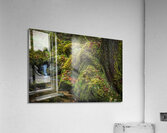 Jurassique Acrylic Print