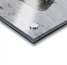 DAV 0270 Acrylic print