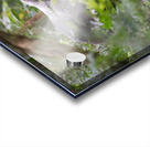 Silverback Contact Acrylic print