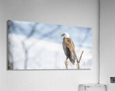 Eagle Scan Acrylic Print