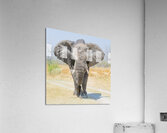 Squaring up Acrylic Print