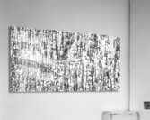 Shadow Forest Acrylic Print