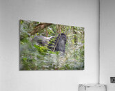 Silverback Contact Acrylic Print