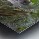 Silverback Contact Metal print