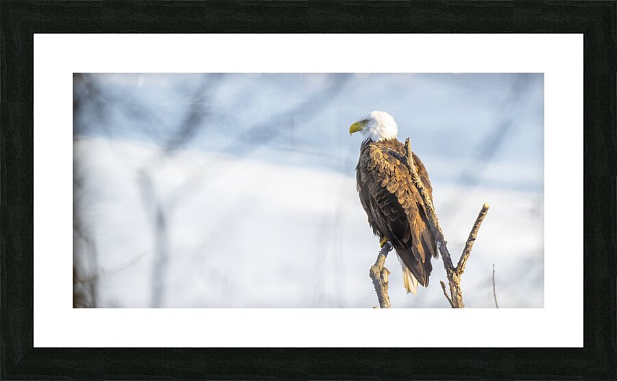 Eagle Scan Picture Frame print