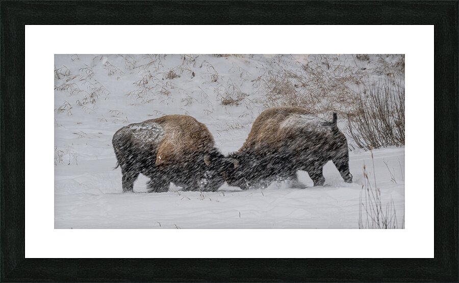 DAV 0270 Picture Frame print