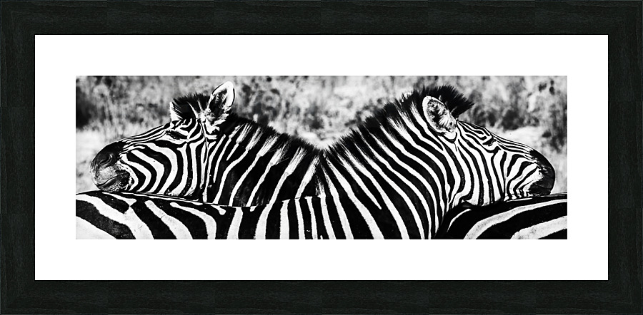 Zebra I got your back Picture Frame print