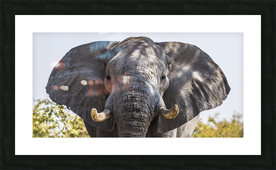 Wide eared Elephant Picture Frame print