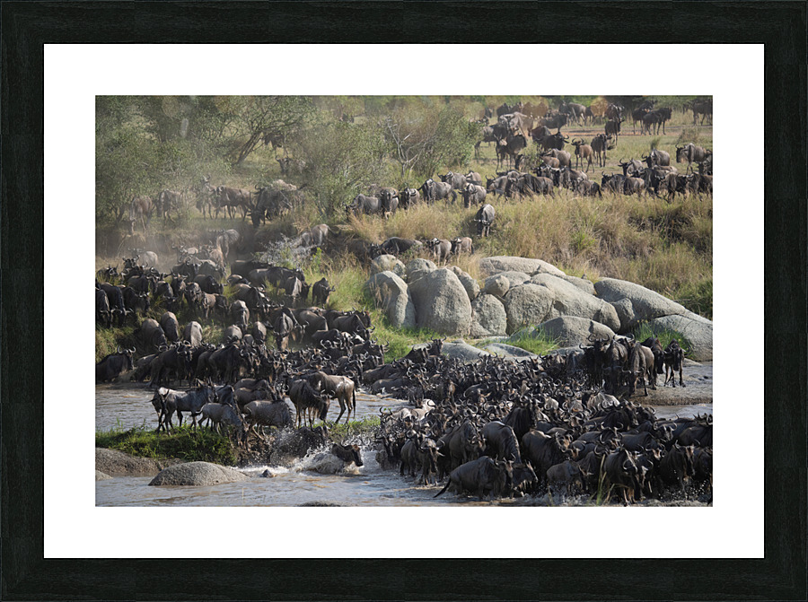 Wildebeast Splash Picture Frame print