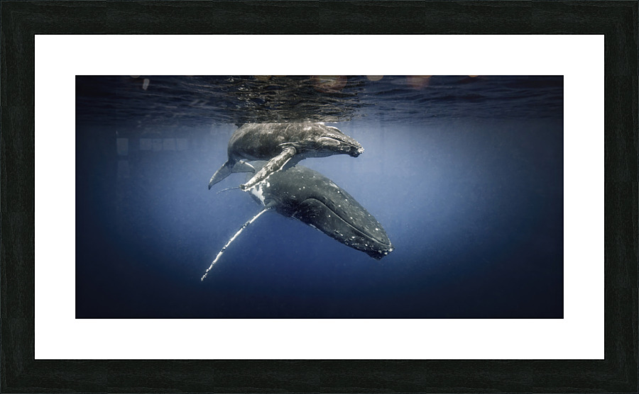 Humpback and calf  Picture Frame print