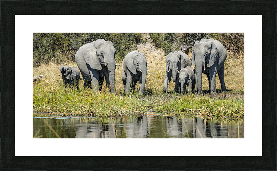 Elephant line up Picture Frame print