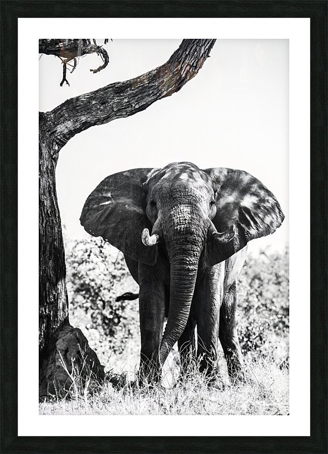 Under the shade Picture Frame print