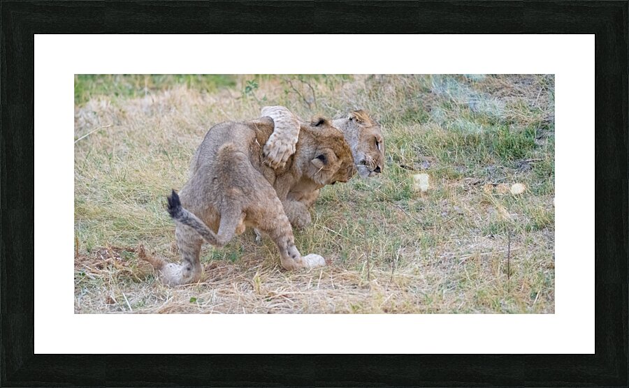 Wrestling Cubs Picture Frame print