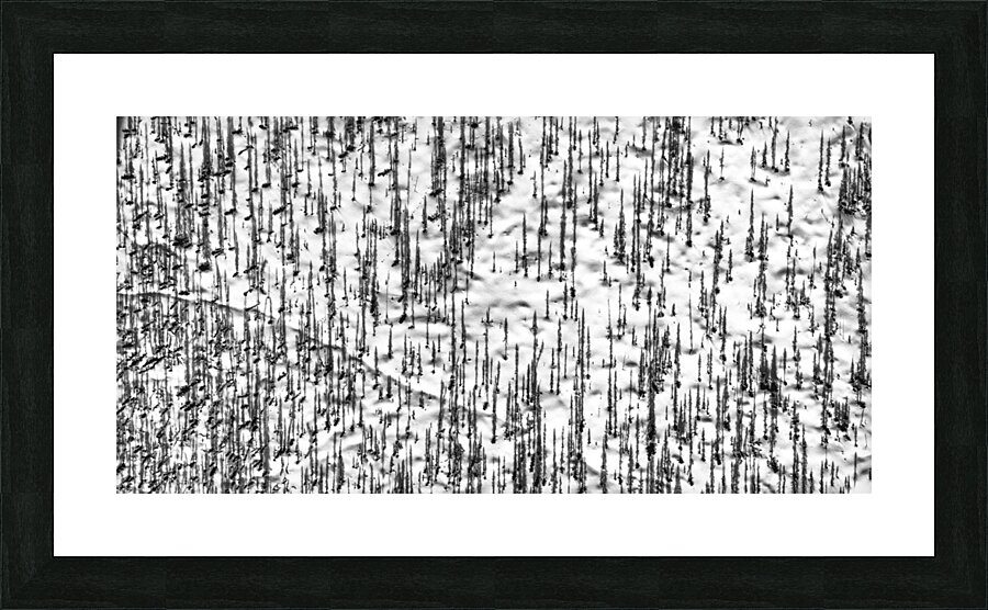 Shadow Forest Picture Frame print