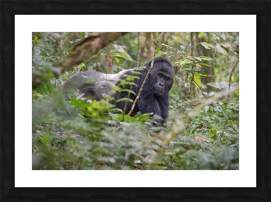 Silverback Contact Picture Frame print
