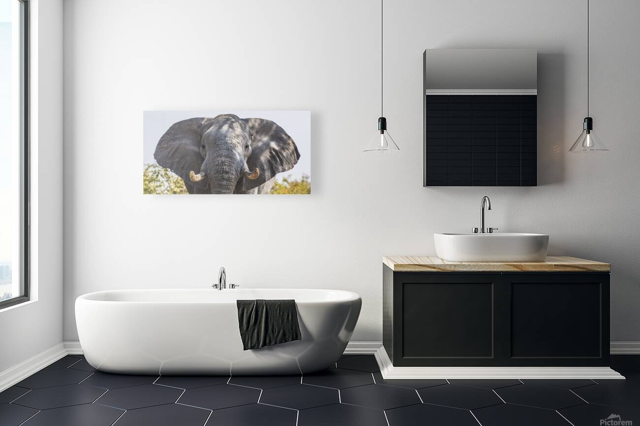 Wide eared Elephant Reproduction