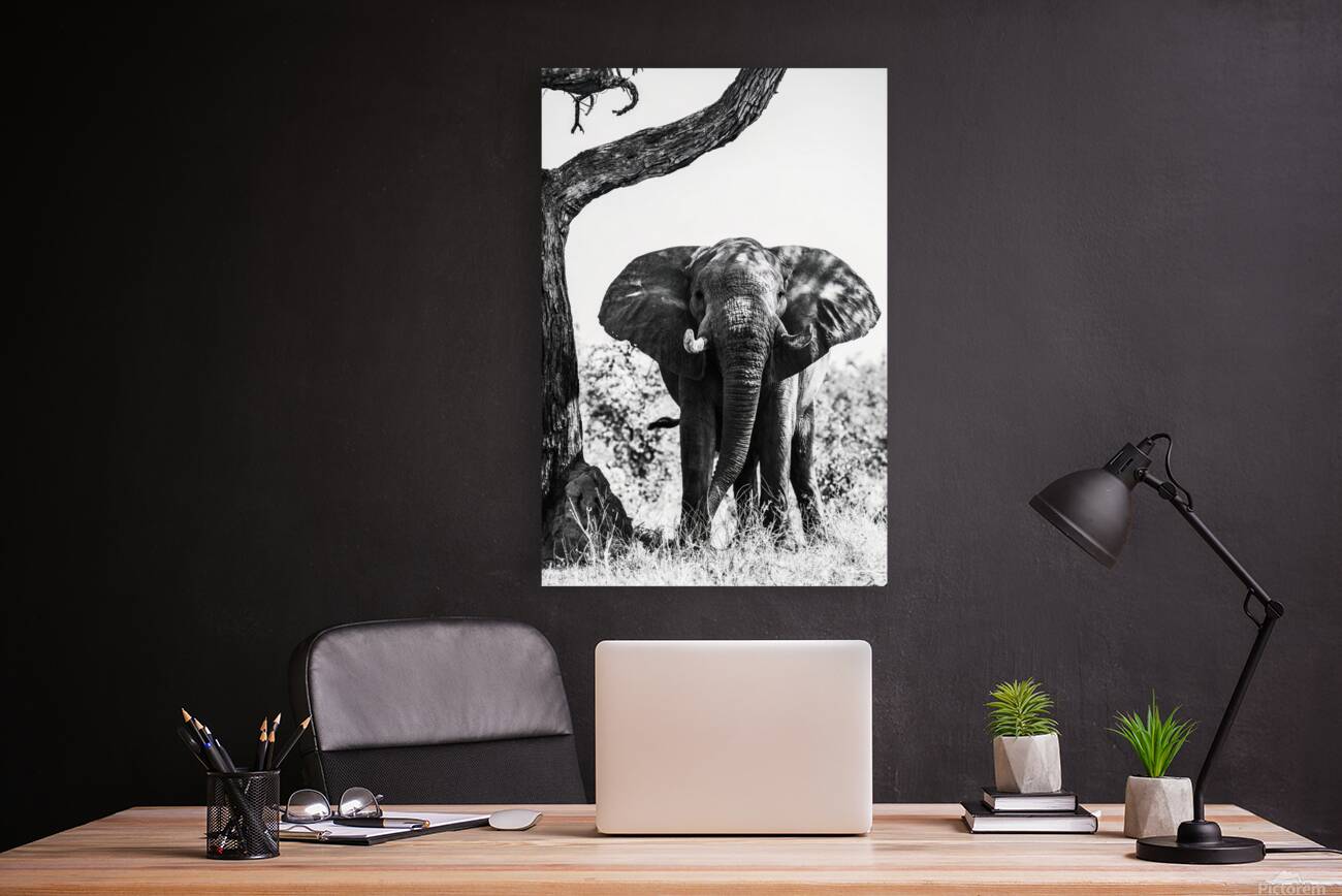 Under the shade Reproduction